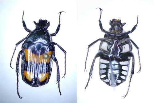 Pyrrhopoda marginicollis
